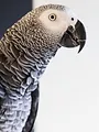 Animaux de compagnie : leur vie secrète
