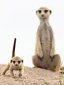 Dynasties animales