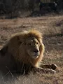 Man vs Lion