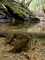Naturerbe Österreich - Die Nationalparks: Von den Anfängen