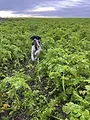 Chiens d'arrêt en plaine