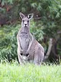 Traumorte - Von Sydney nach Melbourne
