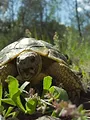 Alaïs, tortue sauvage de Provence