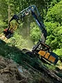 Bûcheron : un métier à hauts risques