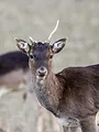 Cuisine de chasseur