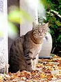 La vie secrète des chats