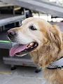 Un chien pour la vie