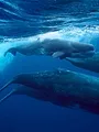 Titans of the sea